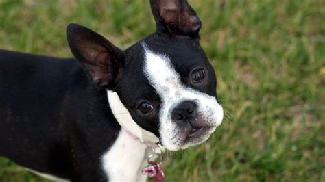 Funny Cute Boston Terrier Compilation Of July 2021 Youtube