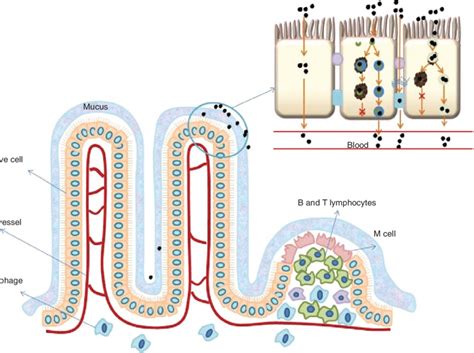 The Absorption Mechanism Of The Micelles In The Small Intestine