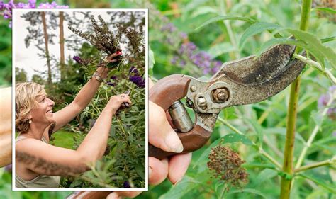 How To Deadhead Buddleia For Fresh Flowers In September Monty Don Uk