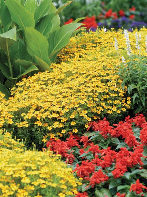 Flowers That Grow In Texas Shade Texas Perennials For Shaded Areas