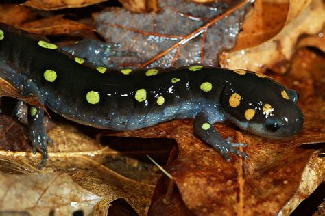 Ambystoma Maculatum Spotted Salamander Herps Of Arkansas