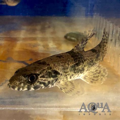Wolf fish (hoplias aimara) vs muskellunge a fish with a weight of 61.25 lb (27.8 kg) was caught in november 2000 in georgian bay, ontario. Aimara Wolf Fish (Hoplias aimara) | Aqua Imports