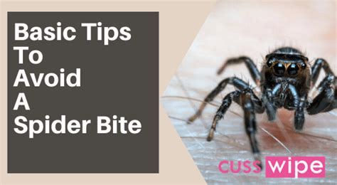 Best Ways On How To Prevent Spider Bites At Home