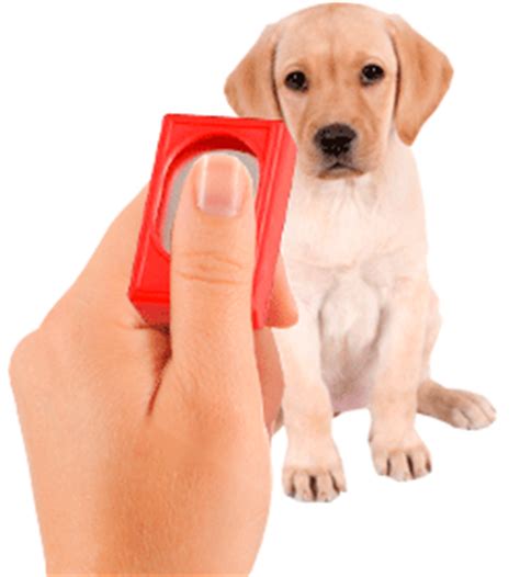 Using a clicker in positive reinforcement training - Shinga