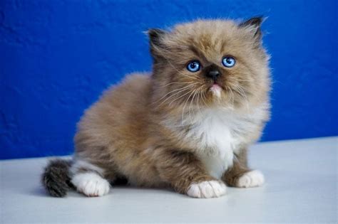 Browse manx kittens for sale & cats for adoption. Kittens For Sale Wiltshire