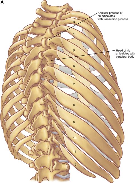 Rib Cage Anatomy Posterior Medical Animation From Visual Health Solutions Skeletal System