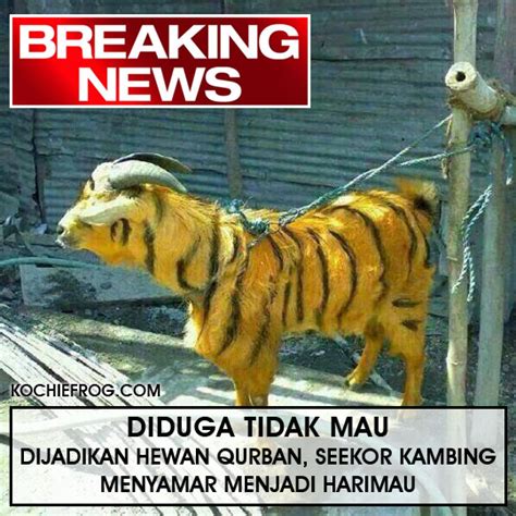 Meme lucu idul adha 2015 terbaru gambar qurban kurban super ngakak via sobatandroid.com. Inilah gambar (Meme) dan Ucapan Selamat Hari Raya Idul ...