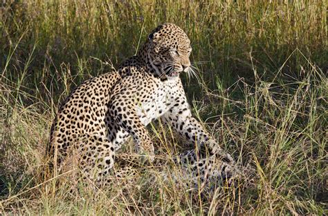leopards in action sabi sabi private game reserve blog
