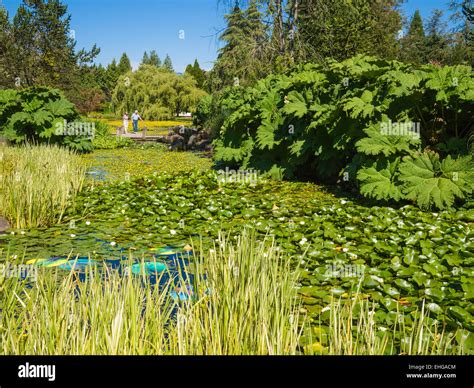 Landscaped Ponds With Water Lilies Van Dusen Botanical Garden
