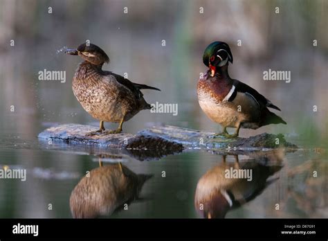 A Pair Of Wood Ducks Aix Sponsa Standing On A Log Stock Photo Alamy