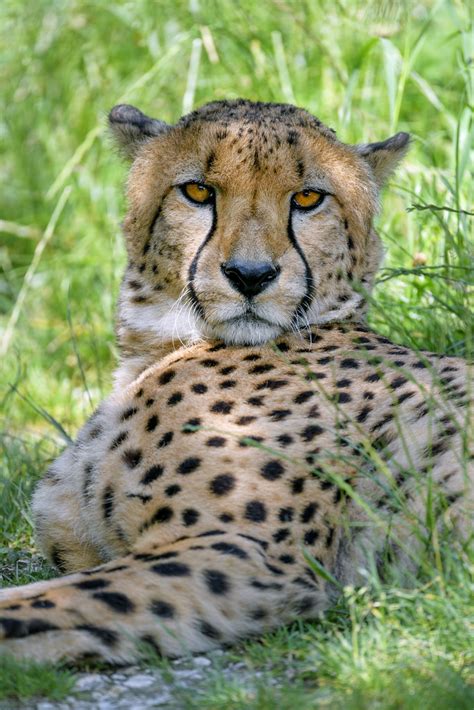 Cheetah Lying In The Grass Looking At Me One Of The Cheet Flickr
