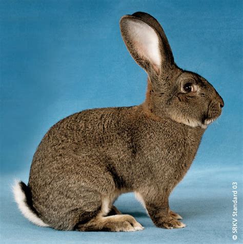 From 1.bp.blogspot.com colectie gratuita de poze cu iepuri de camp. Rase de iepuri mari medii si mici - serju