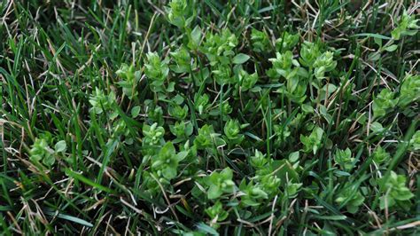 Organic weed killer for lawns. Broadleaf Weed Control - Grass Pad