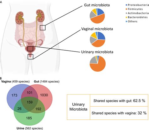 Frontiers Urinary Microbiome Yin And Yang Of The Urinary Tract