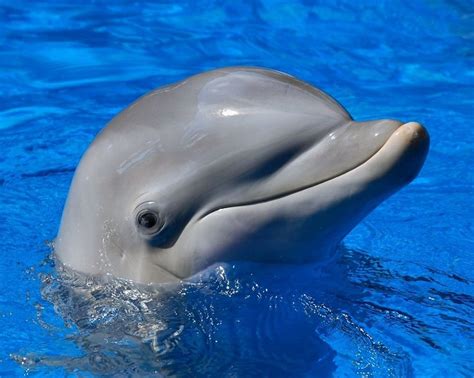 Dolphin Dolphins Outdoor Decor Outdoor