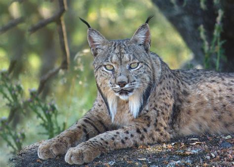 Conserving The Iberian Lynx The European Nature Trust