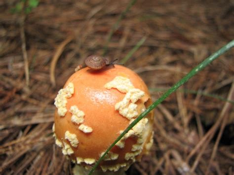 Amanita Muscaria Look Alike In Ga Mushroom Hunting And