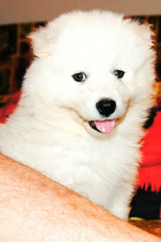 Male Purebred Samoyed Puppies Find Me A Pet