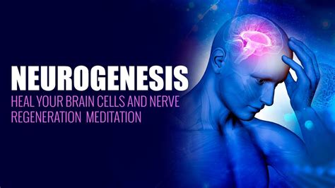 Neurogenesis Heal Your Brain Cells And Nerve Regeneration Meditation