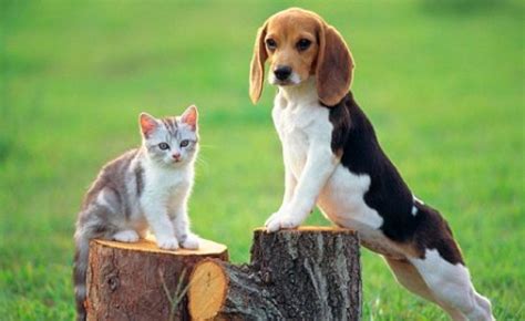 10 Facts About Cats And Dogs Fact File