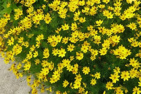 Maybe you would like to learn more about one of these? These Perennial Flowers Give Many Weeks of Bloom | Long ...