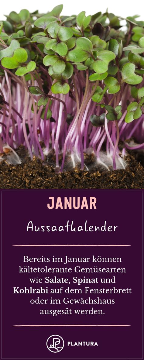 In unserem aussaatkalender erfahren sie, wann welche arten am besten gesät und vorgezogen werden. Aussaatkalender: Wann wird gesät? - Plantura ...