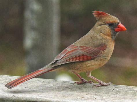 Northern Cardinal Pets