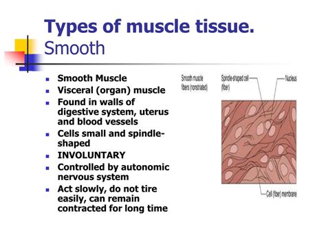 Ppt Unit F Muscular System Powerpoint Presentation Free Download