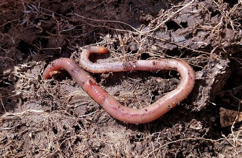 Free Stock Photo Worm Vermiculture Humus Earth Free Image On