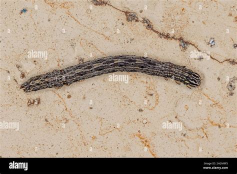 Small Butterfly Larva Of The Order Lepidoptera Stock Photo Alamy