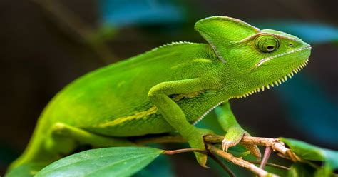 Chameleon Lizard Learn About Nature