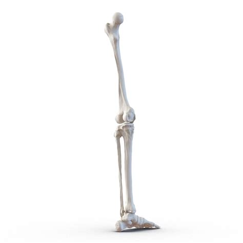 Human Leg Bones 3d Model 49 3ds Fbx Obj Max Ma C4d Free3d
