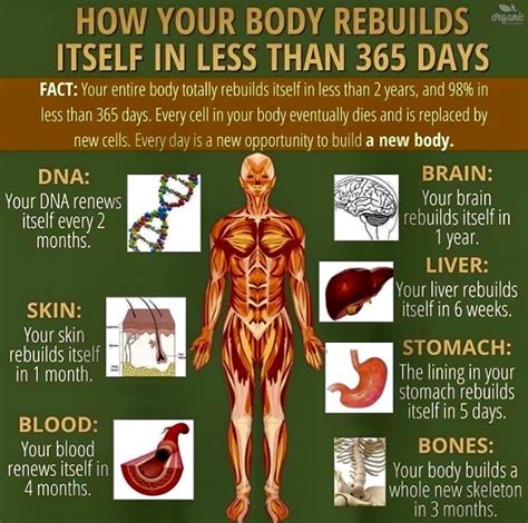 Kindergarten And Mooneyisms How Your Body Rebuilds Itself In Less Than