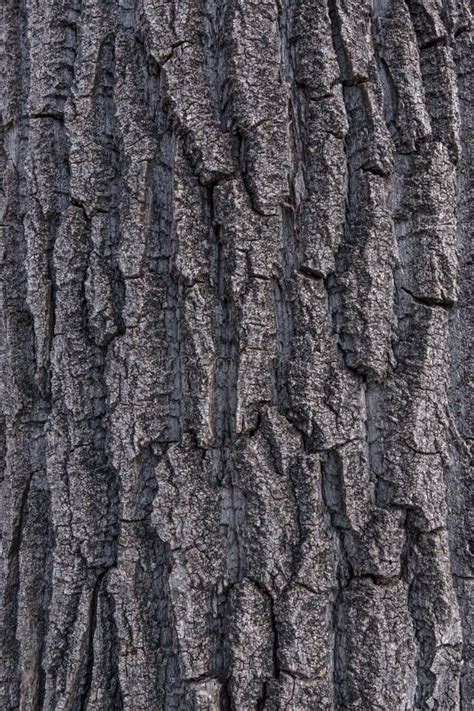 Young Poplar Tree Bark