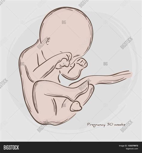 Immagine E Foto A Tema Pregnancy Prova Gratuita Bigstock