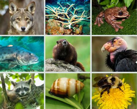 Most Endangered Species In North America