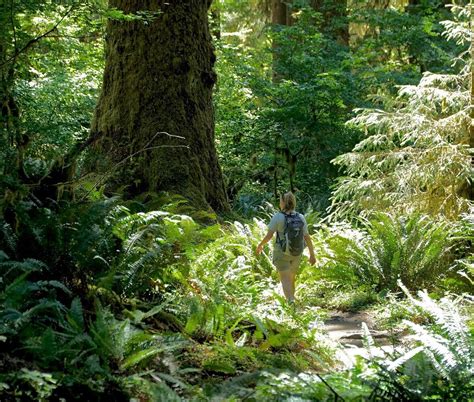 Guided Hiking Tour In Olympic National Park Evergreen Escapes