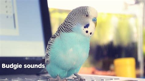 Budgie Sounds Meaning Youtube