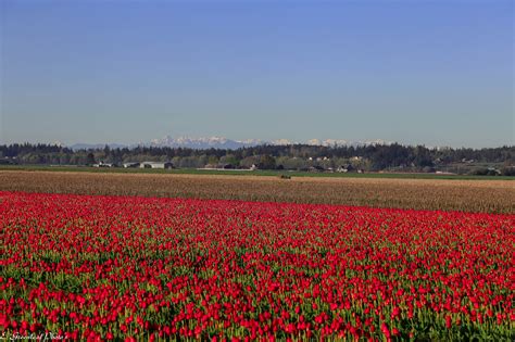 Tulips Farm Skagit Valley Wa Flickrpflry8j Img0367
