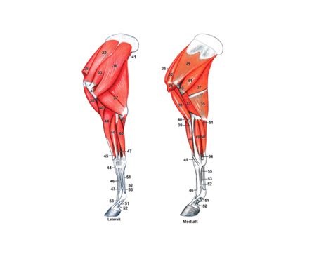 The horses front limb muscles in latin Quiz