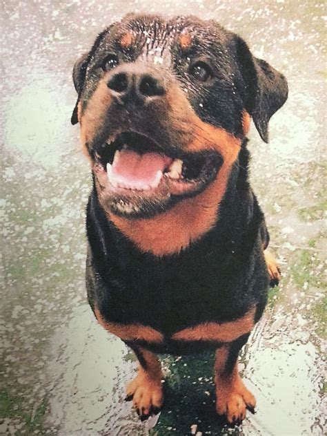 Pin By Rebekah Miles On Rottie Love Rottweiler Love Large Dog Breeds