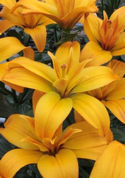 Оптовая торговля голландскими луковицами цветов лилии гладиолусы
