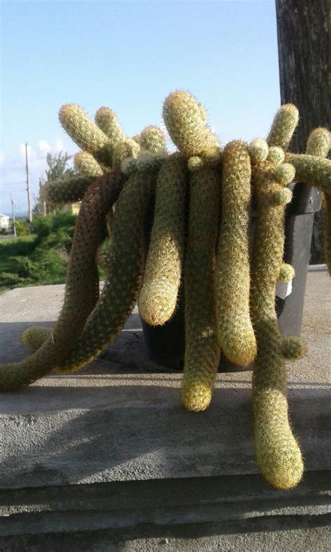 The beaver tail cactus opuntia basilaris may bloom any time between march and june. Rat tail cactus. | Cactus plants, Cactus, Rat tail cactus