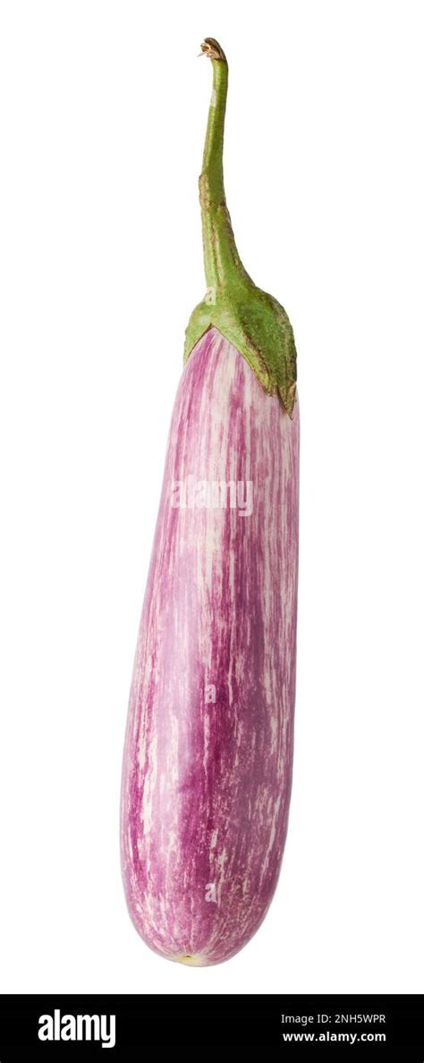 Eggplant Or Brinjal Also Known As Aubergine Common Vegetable Isolated