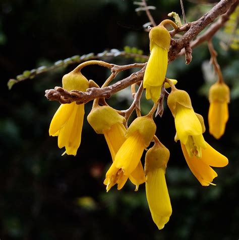 kowhai flowers signal spring in new zealand kowhai are sma… flickr