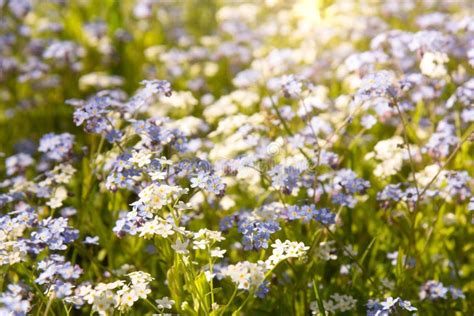 Small White And Blue Flowers Stock Image Image Of Blooming Garden