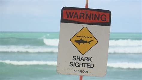 Honolua Bay Shark Attack Victim Dies