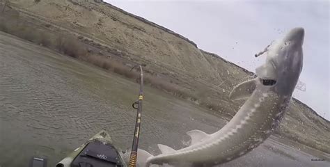 Gary wettern, (age not confirmed), has reeled in 15 sturgeon over the last few weeks, fishing south of lock dam 3 near red wing. Monster Snake River Sturgeon Almost Sinks Kayak!
