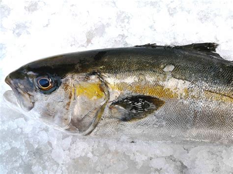 Check spelling or type a new query. Filetto di Ricciola del Mediterraneo | 24FISH