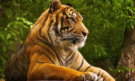 Beautiful Tiger Wild Animal Wallpaper 1280x768 Fondo De Pantalla 125